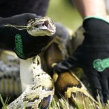 Le python birman n'a pas de prédateur naturel en Floride et se nourrit d'autres reptiles, d'oiseaux et de mammifères tels que les ratons laveurs (archives).